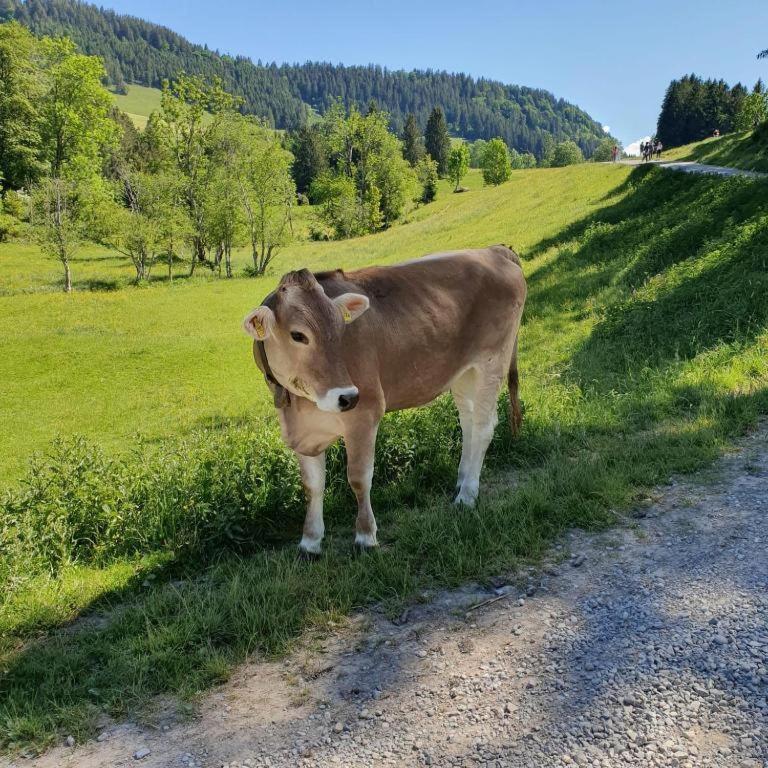 Ferienwohnung Allgaeuglueck Im Ferienpark Oberallgaeu Mit Hallenbad, Sauna, Wlan Missen-Wilhams Ngoại thất bức ảnh